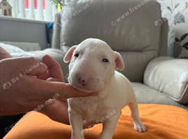beautiful litter with champion blood lines
