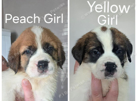 2 Female Saint Bernard Puppies