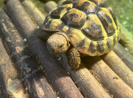 Tortoise and full set up
