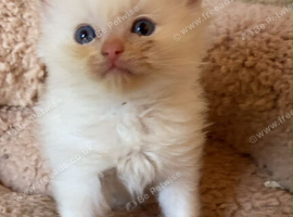 Flame point ragdoll kittens