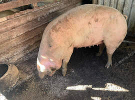 Welsh sow for sale.