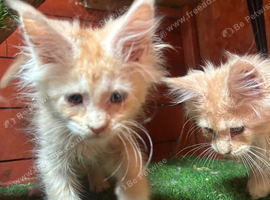Stunning ginger/cream kittens