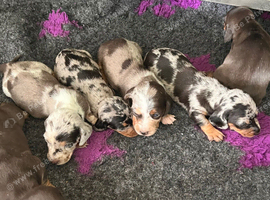 Stunning Miniature Dachsund Puppies