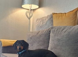 9 month old miniature dachsund