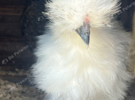 Beautiful Silkie Chickens