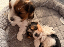 Yorkshire terrier biewer puppies