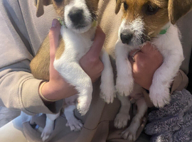 Jack Russel puppies