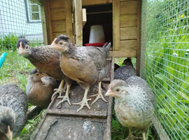 Cream Legbar Hens chickens