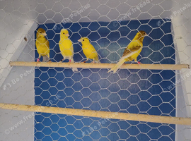 Irish fancy canaries for sale 4 pairs & 1 coch