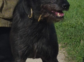 Wheaten greyhound (dog)