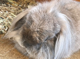 2 female rabbits