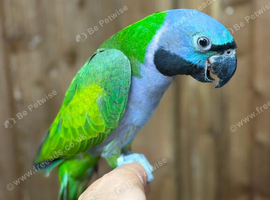 Derbyan parrot