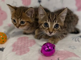 Bengal cross kittens