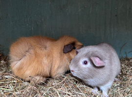 Retired sows