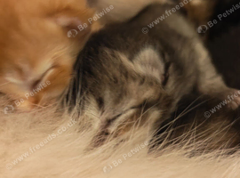 Scottish fold litter has arrived!!!