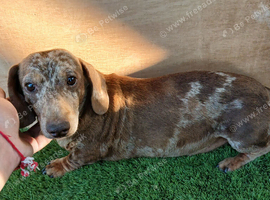 3 year old trie colourd merle