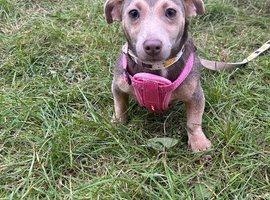 Beautiful lilac and tan jack russell bitch
