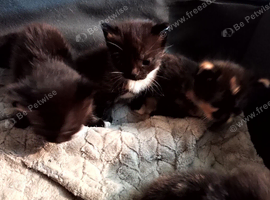 Kittens for sale