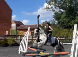 Family pony for sale