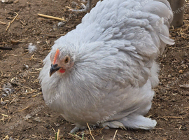 Pekin Bantam Pullets