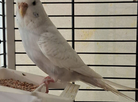 Budgie ,lacewing ,(female)