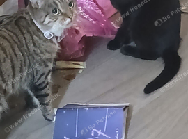 Bengle and bombae cat for rehoming