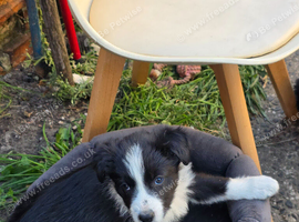 Border Collie puppies