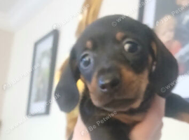 Three beautiful mini dachshounds