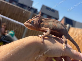 6 month old female Yemen chameleon