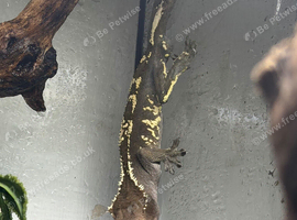 Cappuccino crested gecko