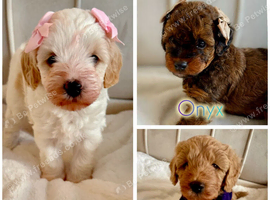 Quality Rare coloured Toy Cavapoochons DNA Health Tested
