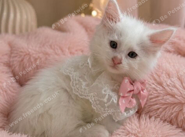 Beautiful full Maine coon female