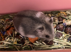 Dwarf Hamster and cage, terrarium, tunnels, food, sand and accessories