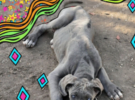 Great dane puppies for sale