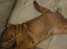 13 week old red Shar pei puppy for sale
