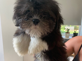 Adorable Lhasa Apso Boy puppies for sale