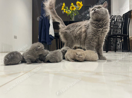 Persian Kittens