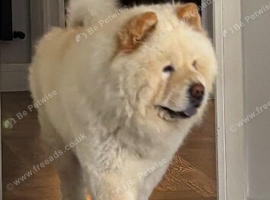 Teddy