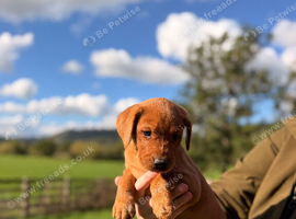 Stunning litter of lab pups looking for new homes