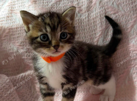 Kittens