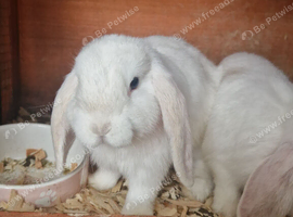 two mini lop boys