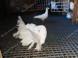 Most lovely pair of fantails