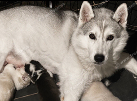 Kc registered Black and white female puppy ready 26/09/26