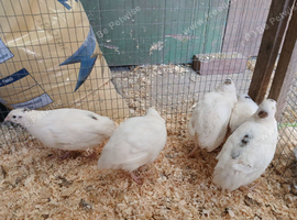 English white quail
