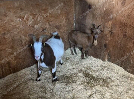 Goats for sale