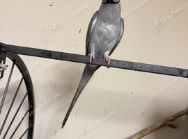 Ringneck for sale