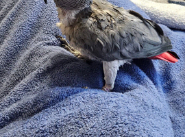 Afican grey for sale