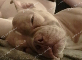 American pocket bully