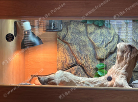 bearded dragon full set up male 3years