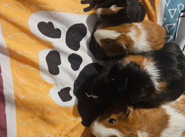 7 Adorable Guinea Pigs &ndash; Mixed Ages & Genders